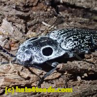 /home//u458753944/public_html/sourcegallery///////////////Insects and small critters/beetles (Coleoptera)/P5260540.JPG